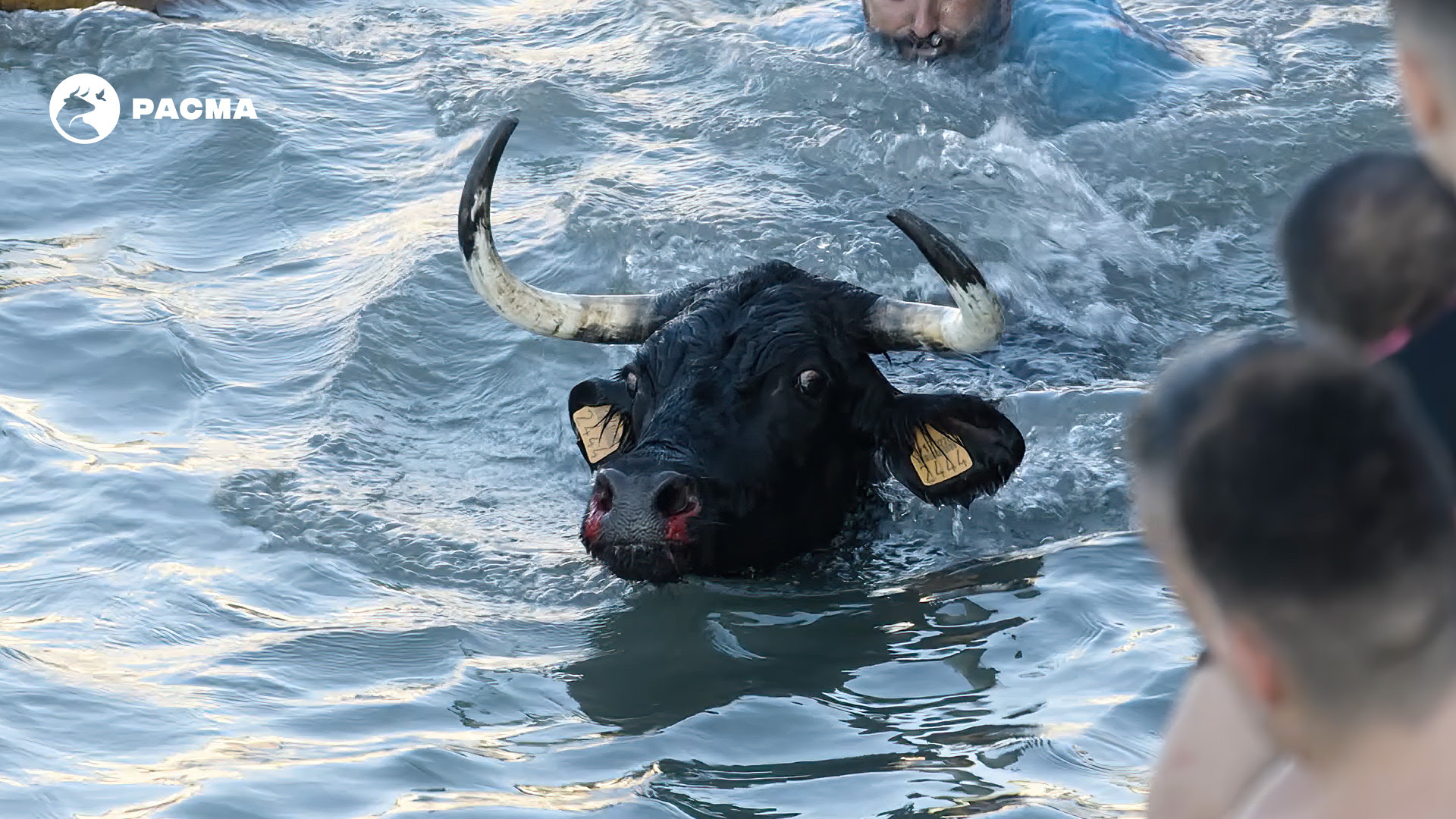 Pacma Pone El Foco En Los Bous A La Mar De D Nia Tras Lograr Suspender