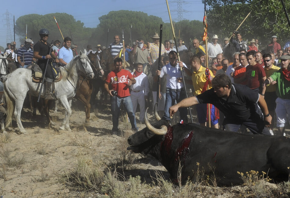 La Junta de Castilla y León deniega la autorización del Toro de la Vega de este año