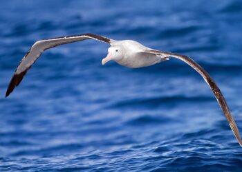 La contaminación química también llega a las colonias de aves marinas antárticas