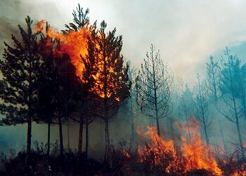EQUO Andalucía pide que se extreme la precaución ante el peligro de incendios forestales