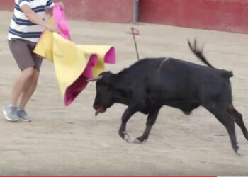 PACMA responde al Ayto. de Valmojado con el vídeo íntegro de la becerrada