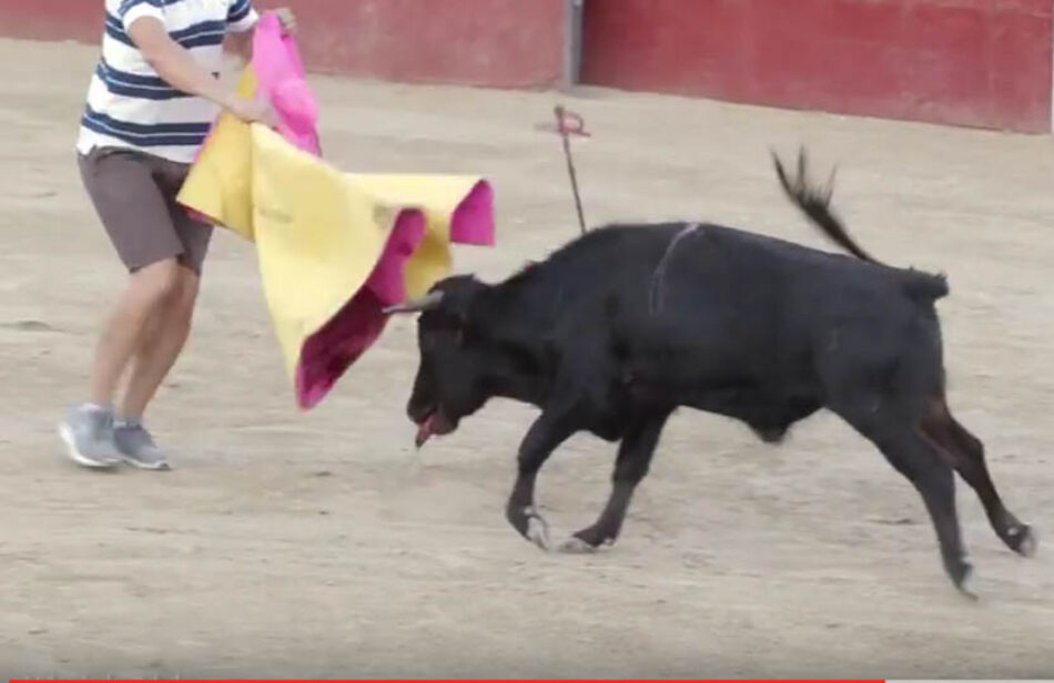 PACMA responde al Ayto. de Valmojado con el vídeo íntegro de la becerrada