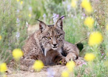 La minería de tierras raras tendrá una afección negativa sobre la población de linces ibéricos del Campo de Montiel