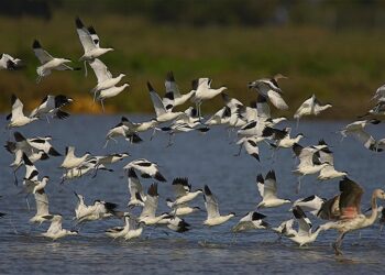 Ecologistas en Acción sale en defensa de la Red Natura 2000 en Andalucía