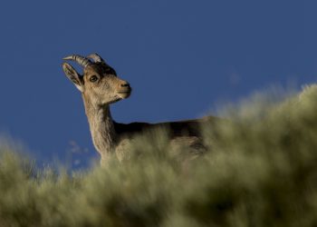 PACMA denuncia al gobierno de Cifuentes por la masacre de cabras en Guadarrama