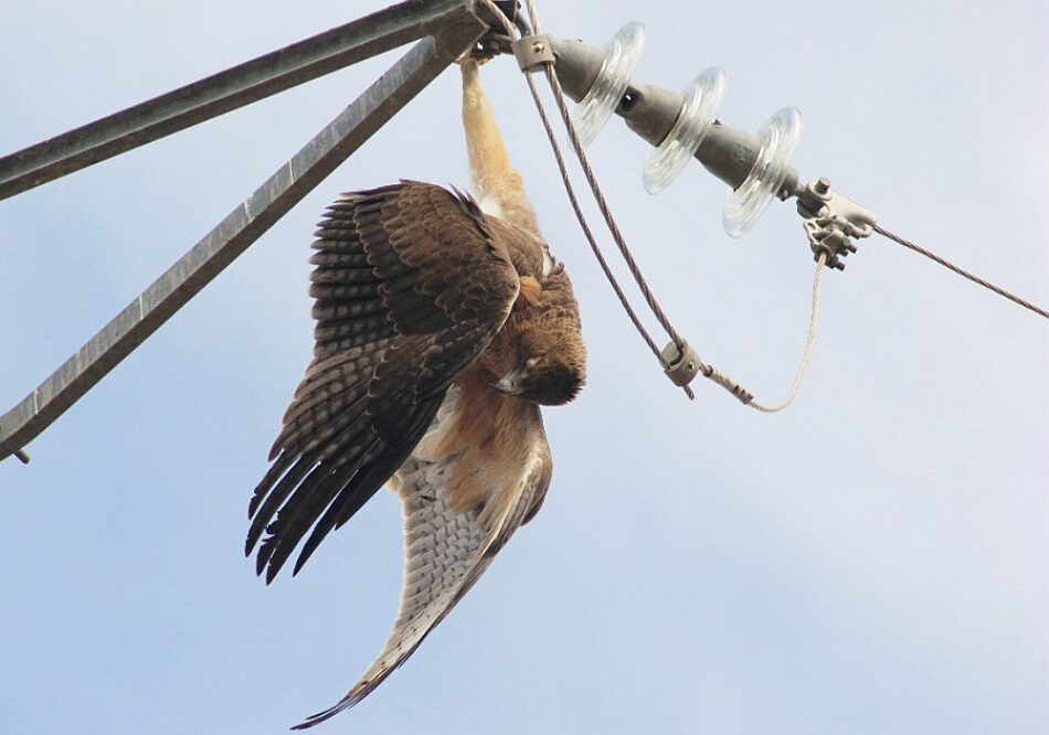 Nace la plataforma SOS Tendidos Eléctricos frente a una de las grandes amenazas para la biodiversidad española