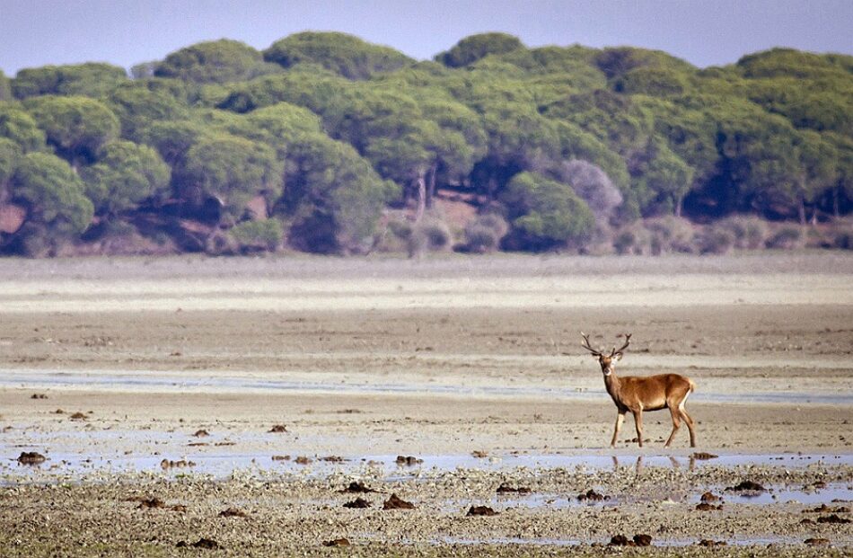 Ecologistas en Acción solicita la paralización de las obras iniciadas hoy para inyectar gas en Doñana