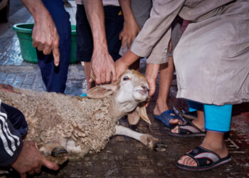 PACMA exige eliminar las excepciones legislativas que permiten sacrificios religiosos de animales