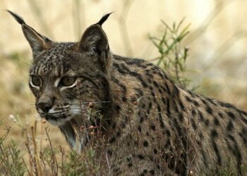 El Parlamento andaluz apoya un plan de recuperación del conejo para facilitar la supervivencia del lince ibérico