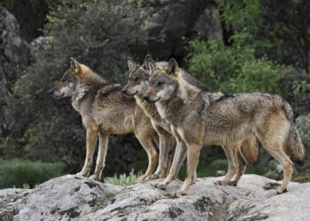 Ecologistas en Acción reclama el fomento de medidas de convivencia entre la ganadería extensiva y el lobo ibérico