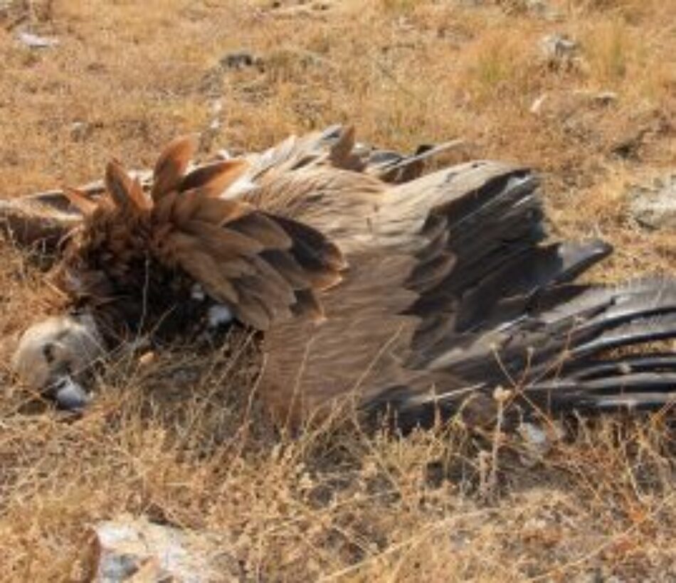 Piden poner freno a la masiva muerte de aves protegidas que provoca el vertedero del CTR Ávila-Norte