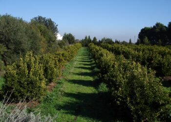 EQUO pide convertir Andalucía en referente  del cambio productivo mediante la  agricultura ecológica