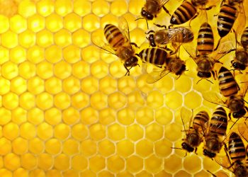 Las abejas iluminan la relación del cerebro y las defensas inmunes