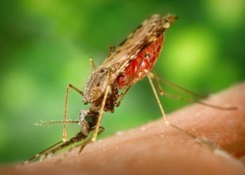 Primera vacuna contra la malaria que usa parásitos atenuados genéticamente