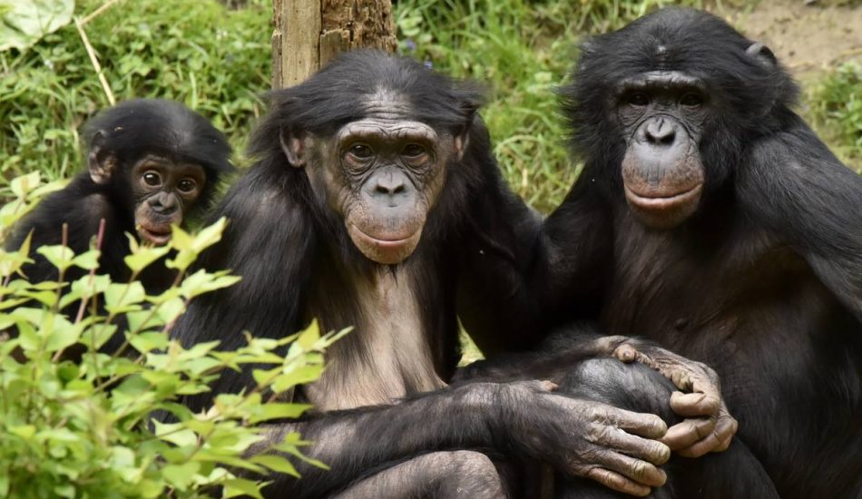 El tráfico de grandes simios continúa de una forma alarmante y sus poblaciones siguen disminuyendo