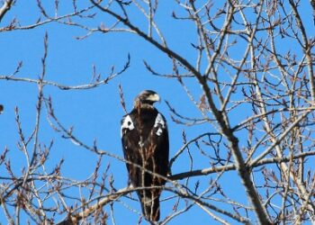 La minería de tierras raras es incompatible con la conservación de especies amenazadas como el águila imperial y el lince