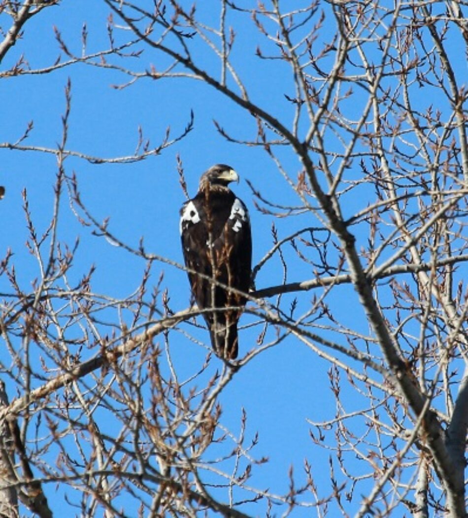 La minería de tierras raras es incompatible con la conservación de especies amenazadas como el águila imperial y el lince