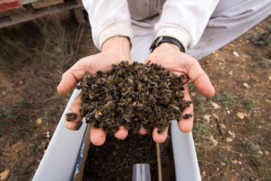 Cambiemos propone una campaña sobre alternativas a los plaguicidas para evitar la pérdida masiva de abejas