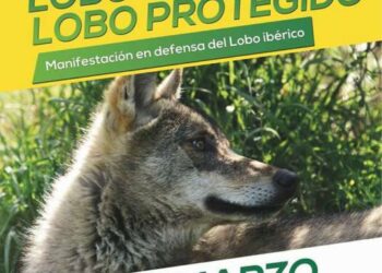 EQUO pide entender la recuperación del lobo como una oportunidad para las zonas rurales