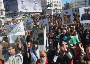 La sociedad reclamará este domingo que se dejen de matar lobos