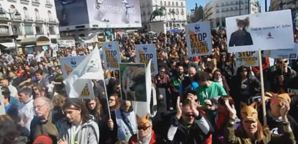 La sociedad reclamará este domingo que se dejen de matar lobos