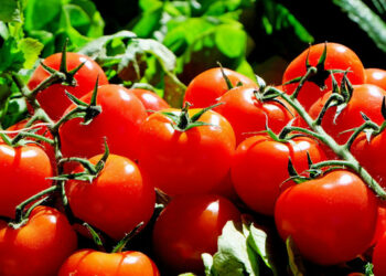 La variedad del tomate influye en su actividad antitumoral: tomates más rojos, lisos y redondos contra el cáncer de colon