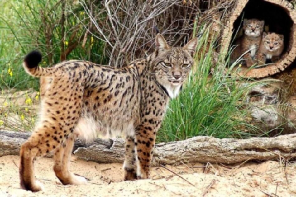 Podemos pide explicaciones al Ministerio de Fomento por las muertes de linces en Doñana