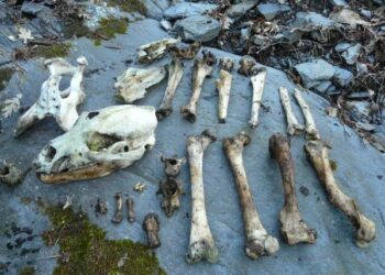 Denuncian que el veneno podría ser el responsable de la muerte de dos osos en Asturias