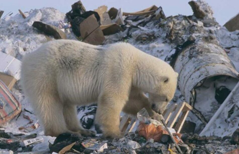 Cambio Climático altera alimentación de osos polares - Tercera
