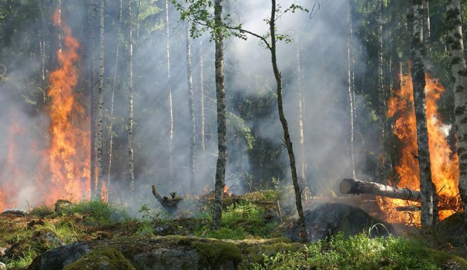 CCOO apoya las iniciativas parlamentarias sobre agentes forestales y medioambientales