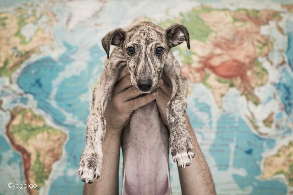 Los Países Bajos piden al Gobierno español que ponga fin a la caza con galgos