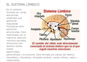 Dialéctico dialoga con Daimon, la fuente del Ello; la fuerza límbica