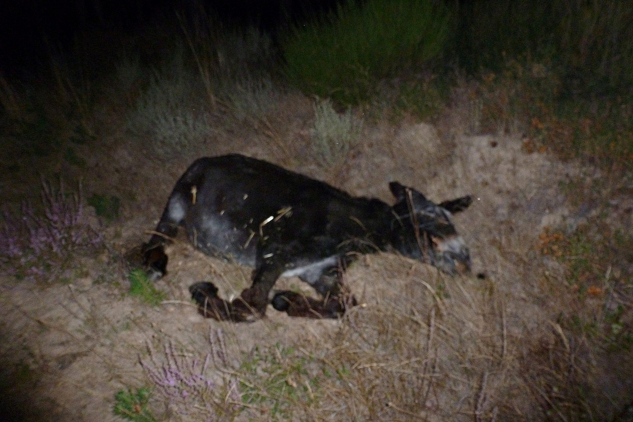 Aviso a quienes visiten la Sierra de la Culebra con la finalidad de  observar lobo - Tercera Información -Tercera Información