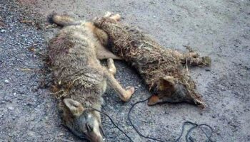 PACMA exige justicia para los lobos tras el hallazgo de dos animales colgados en Asturias y denuncia la complicidad de las administraciones