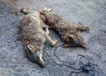 El ecologismo asturiano rechaza participar en el Comité del Lobo por la deficiente actuación del Principado en su conservación