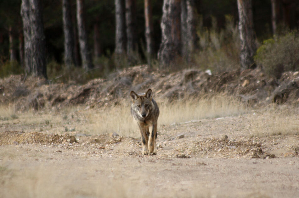 Ecologistas en Acción organiza una visita para dar a conocer explotaciones ganaderas que toman medidas para prevenir ataques de lobos