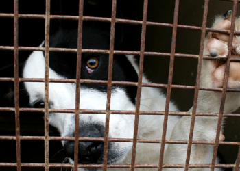 EQUO denuncia las condiciones de los cachorros transportados desde Europa del Este