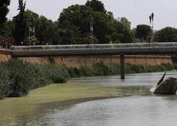 Cambiemos Murcia achaca el color verde del río a su desnaturalización a su paso por la ciudad de Murcia