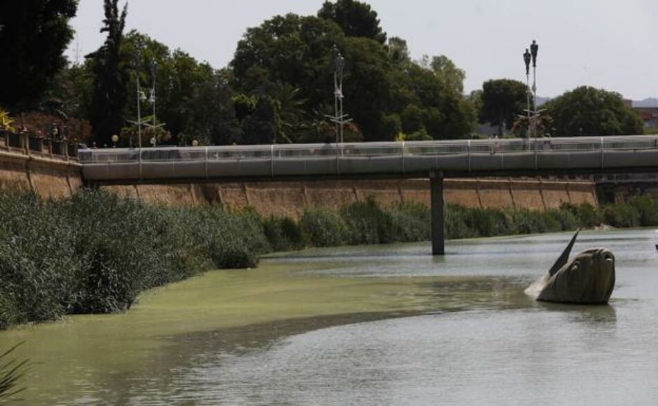 Cambiemos Murcia achaca el color verde del río a su desnaturalización a su paso por la ciudad de Murcia