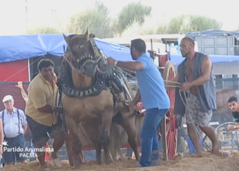 PACMA denuncia ante la Generalitat Valenciana el maltrato al que son sometidos los caballos en el tiro y arrastre