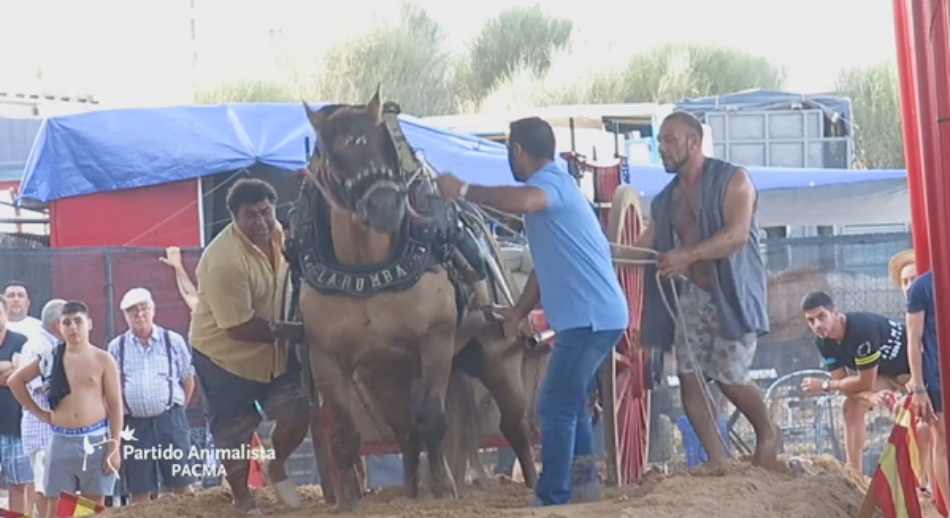 PACMA denuncia ante la Generalitat Valenciana el maltrato al que son sometidos los caballos en el tiro y arrastre