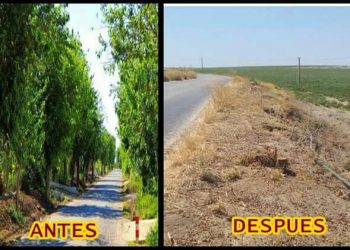 Podemos Utrera denuncia un ‘arboricidio’ en la carretera que une Guadalema de los Quinteros con El Palmar de Troya