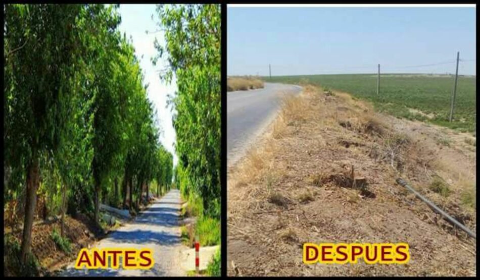 Podemos Utrera denuncia un ‘arboricidio’ en la carretera que une Guadalema de los Quinteros con El Palmar de Troya