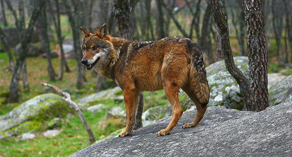 EQUO acusa a la Junta de Castilla y León de justificar la caza de lobos sin que existan resultados positivos para la ganadería