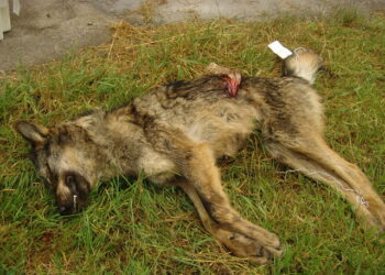 Los cazadores siguen matando lobos sin control por toda Asturias