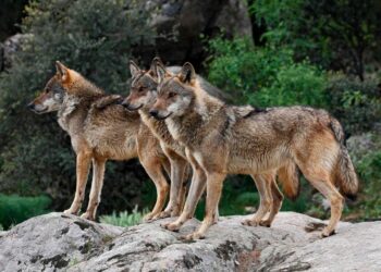 Principales medidas para la coexistencia de la ganadería extensiva y el lobo