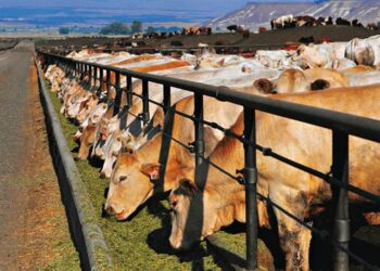 El plan de reforma de la agricultura europea pasa por alto el impacto de la ganadería industrial en la salud y el medio ambiente