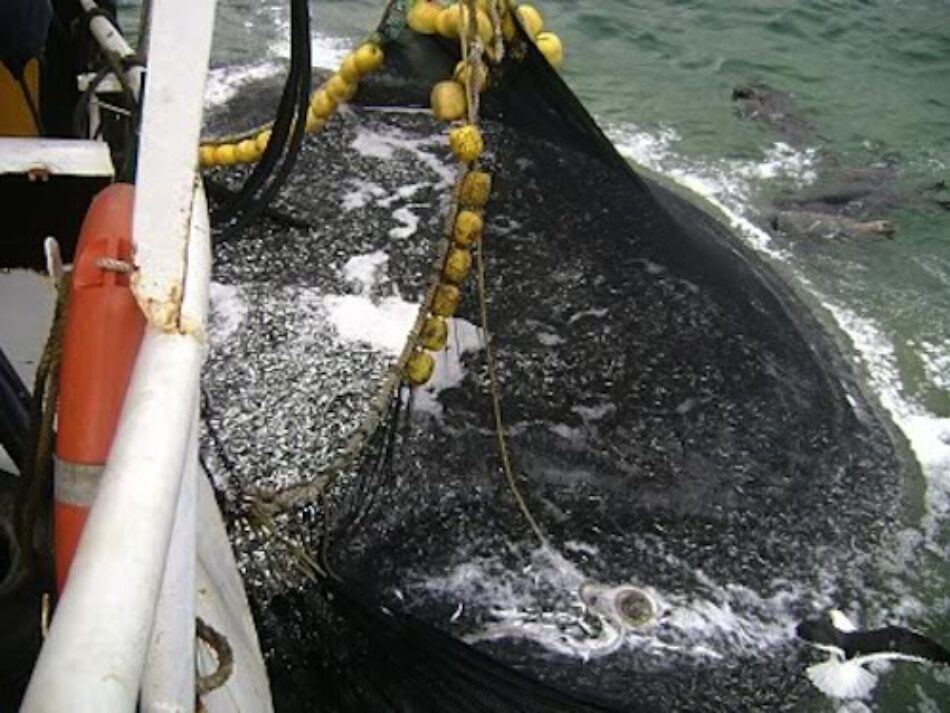 Organizaciones ambientales de España y Portugal expresan su preocupación ante el estado del stock de sardina ibérica y exigen respeto a los consejos científicos