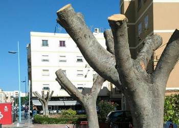 Cotinúa la tala salvaje de ficus con más de 50 años en Almería