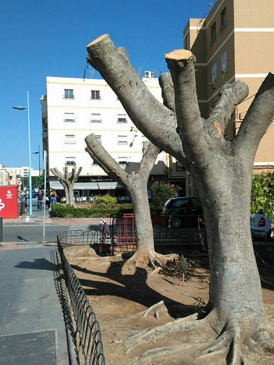 Cotinúa la tala salvaje de ficus con más de 50 años en Almería